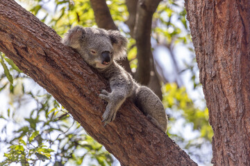 Close-up of a sleepy looking Koala (Phascolarctos cinereus) holding on to an inclined tree branch. Koalas are native Australian marsupials.