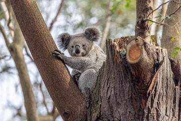 Koala (Phascolarctos cinereus) sitting on a tree fork, holding on to the branch and looking at the camera. Koalas are native Australian marsupials.