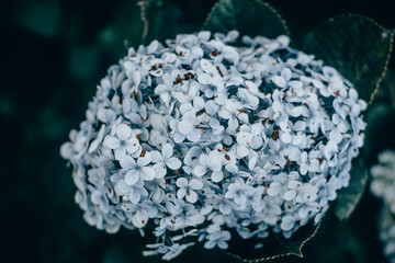 Blue Hydrangea (Hydrangea macrophylla) or Hortensia flowers with dew in slight color variations from blue to purple, shallow depth of field for a velvety feel.