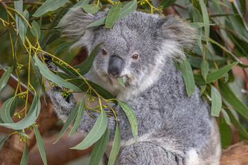 Close-up of a Koala (Phascolarctos cinereus) feeding on eucalyptus leaves and looking towards the...