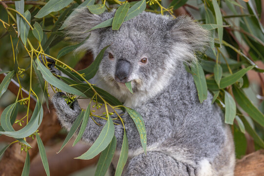 Close-up of a Koala (Phascolarctos cinereus) feeding on eucalyptus leaves and looking towards the camera. Koalas are native Australian marsupials.

