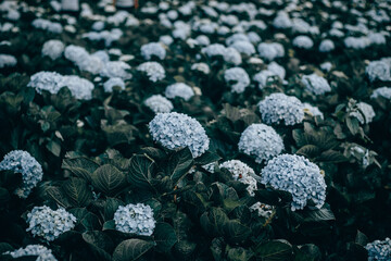 Blue Hydrangea (Hydrangea macrophylla) or Hortensia flowers with dew in slight color variations...