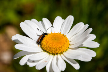 Fototapeta premium An insect on a daisy