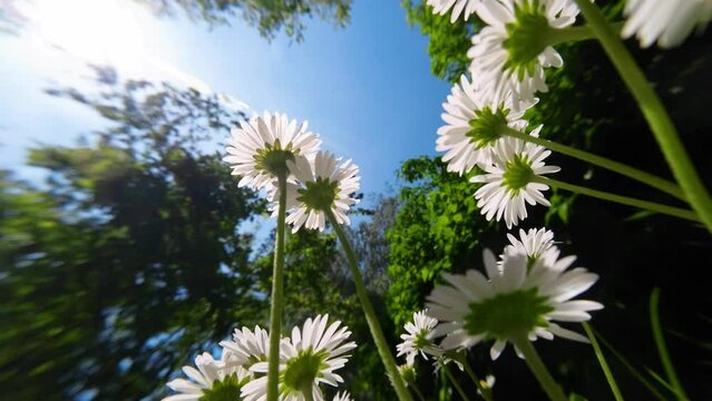 G&auml;nsebl&uuml;mchen