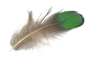  Beautiful peacock green feather isolated on white background