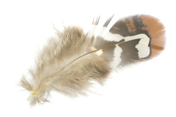 Beautiful vulture feather isolated on white background