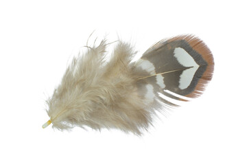 Beautiful pheasant feather isolated on white background
