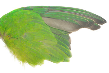 Beautiful wing parrot feather isolated on white background 