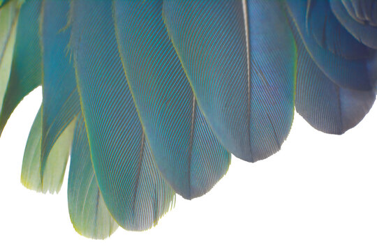 Beautiful wing parrot feather isolated on white background 