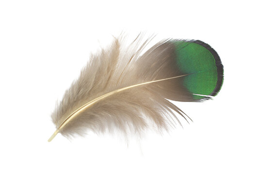 Beautiful Green Parrot Lovebird Feather Isolated On White Background