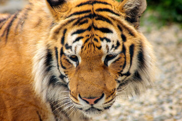 portrait of a tiger