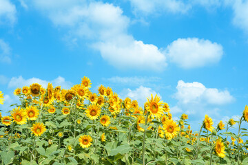 ヒマワリ畑と青い空と白い雲　Helianthus annuus