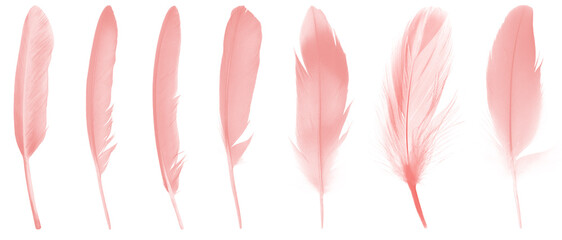 Beautiful collection light pink feathers isolated on white background.