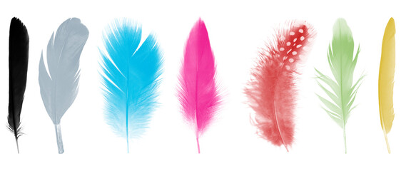 Colorful collection feathers  isolated on white background
