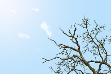 White feathers floating in the sky  pastel tone with sunlight. free space for add text or season,festival,baby products and other.