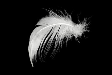 Obraz premium white feather isolated on black background