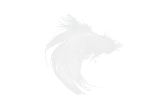 Beautiful  white feather on white background