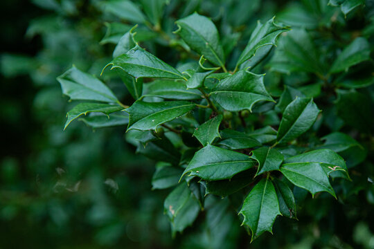 Close up of leaves on a holly tree