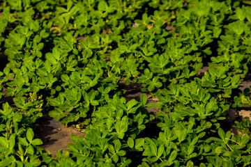 peanuts plantation in countryside at Farm,industrial agriculture,