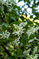 Exotische Pflanzen und Tiere auf Kreta, Griechenland, Urlaub