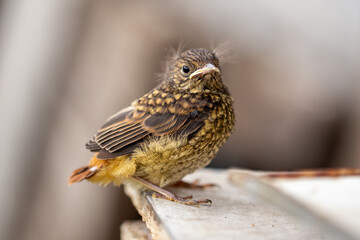Nestling of the Gray Thrushkin Squirrel