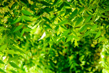Neem beautiful leave or leaf with selective focus,ayurvedic nim or herbal,skin problem remove neem,