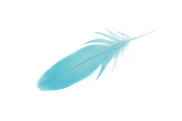 feather color turquoise emerald green on white background