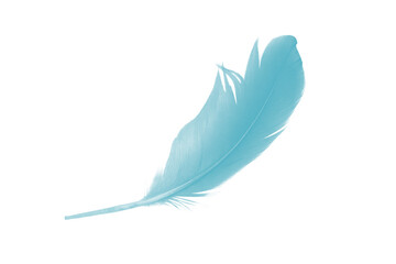 feather color turquoise emerald green on white background - obrazy, fototapety, plakaty