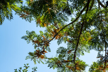 Exotische Pflanzen und Tiere auf Kreta, Griechenland