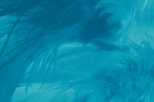 Beautiful  blue turquoise vintage color trends feather pattern texture pastel background
