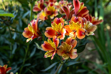 Fototapeta premium Exotische Pflanzen und Tiere auf Kreta, Griechenland