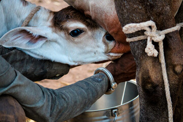 baby Calf Drinking Mothers Milk,white calf drinking milk from mother cow udder in stable at...