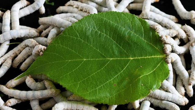 Many mature silkworms eat fresh mulberry leaf till everything is gone, 4k time lapse footage, agriculture concept.