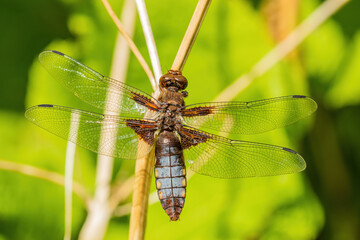 A dragonfly in its natural habitat on a blade of grass.