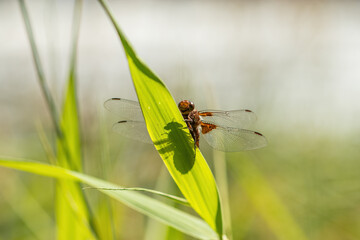 A dragonfly in its natural habitat on a blade of grass.