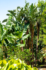 Exotische Pflanzen auf Kreta, Griechenland

