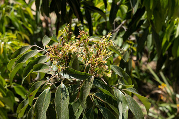 Exotische Pflanzen auf Kreta, Griechenland

