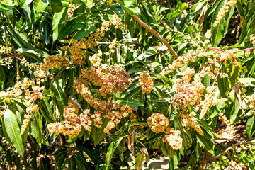 Exotische Pflanzen auf Kreta, Griechenland

