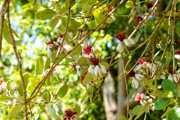 Exotische Pflanzen auf Kreta, Griechenland

