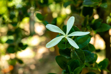 Exotische Pflanzen auf Kreta, Griechenland

