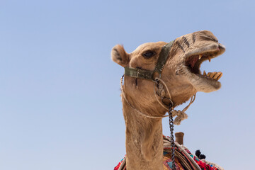 head of roaring camel against blue sky