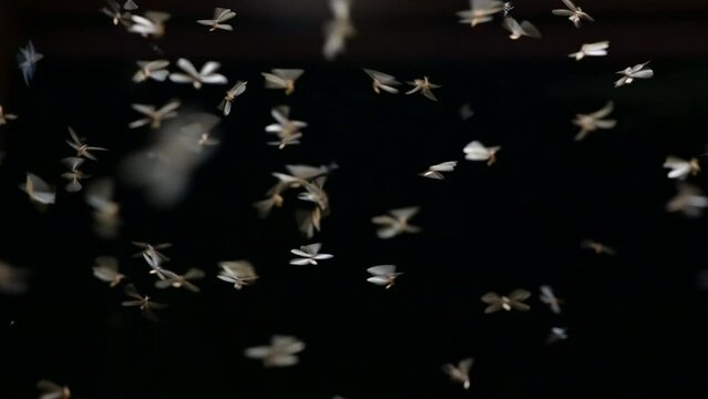 flying insect dark night, Mayfly flying around the light
