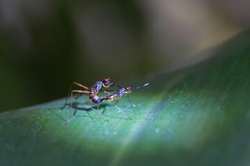 insect mate on green leaf