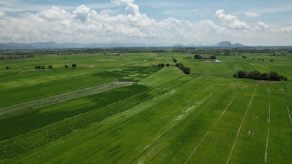 The Paddy Rice Fields of Kedah and Perlis, Malaysia