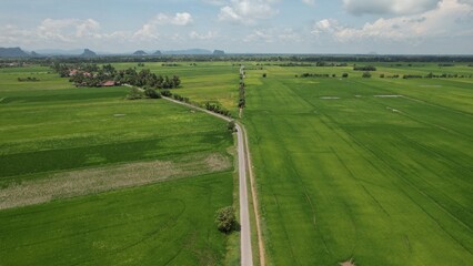 The Paddy Rice Fields of Kedah and Perlis, Malaysia