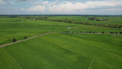 Naklejka premium The Paddy Rice Fields of Kedah and Perlis, Malaysia