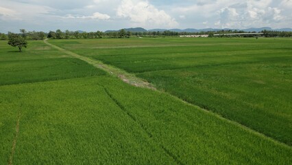 The Paddy Rice Fields of Kedah and Perlis, Malaysia