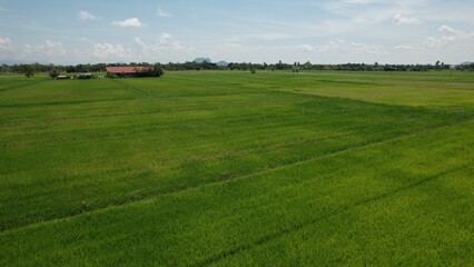 The Paddy Rice Fields of Kedah and Perlis, Malaysia