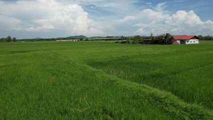 Obraz premium The Paddy Rice Fields of Kedah and Perlis, Malaysia