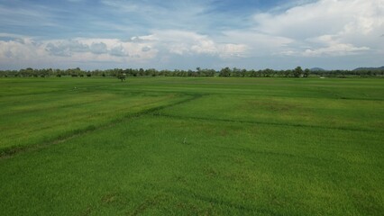 The Paddy Rice Fields of Kedah and Perlis, Malaysia
